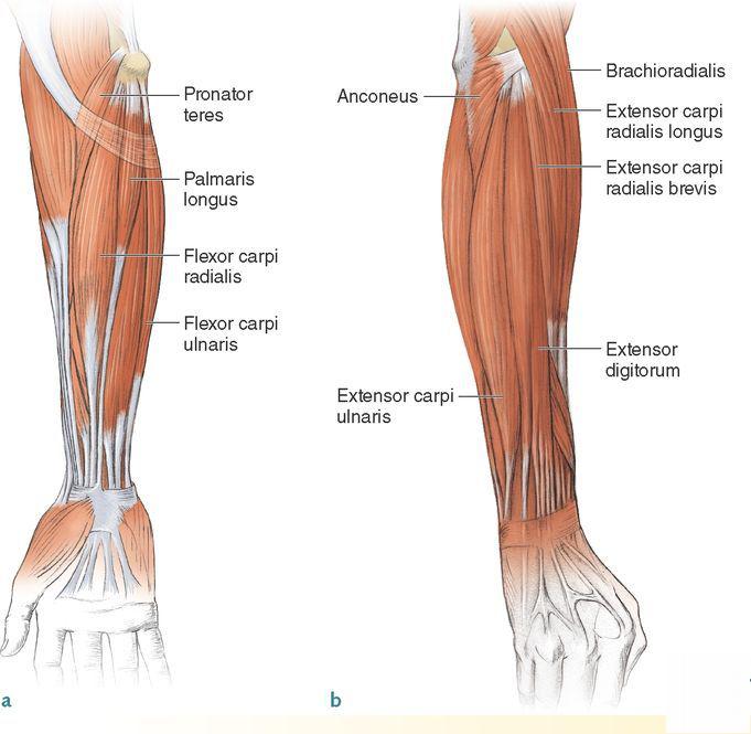 Mcleod Ian. Swimming Anatomy