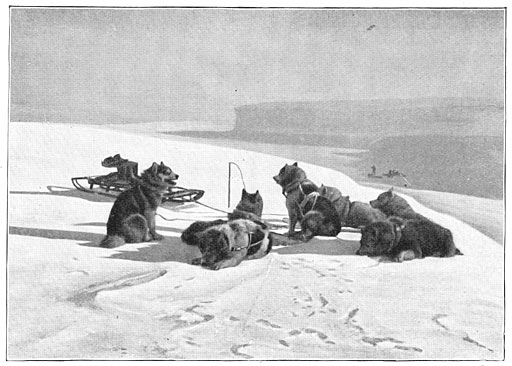 Een span honden op de barrière