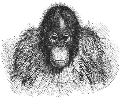 Orang-Oetan (Pithecus satyrus).