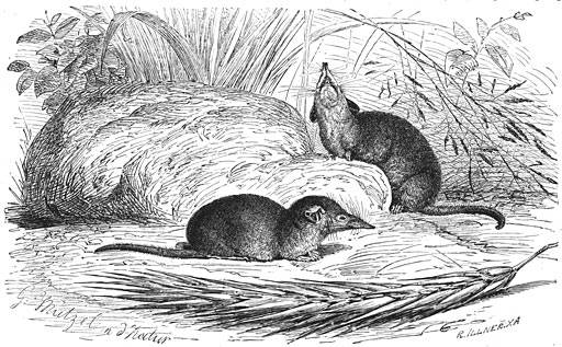 Wimper-spitsmuis (Crocidura suaveolens). Ware grootte.