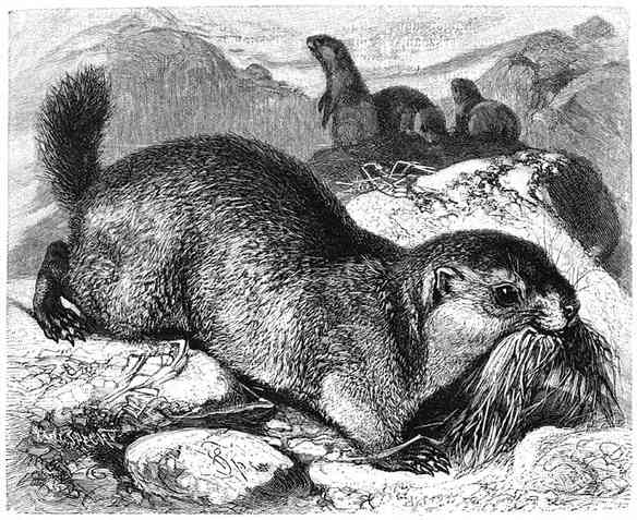 Marmot (Arctomys marmota). ⅕ v.d. ware grootte.