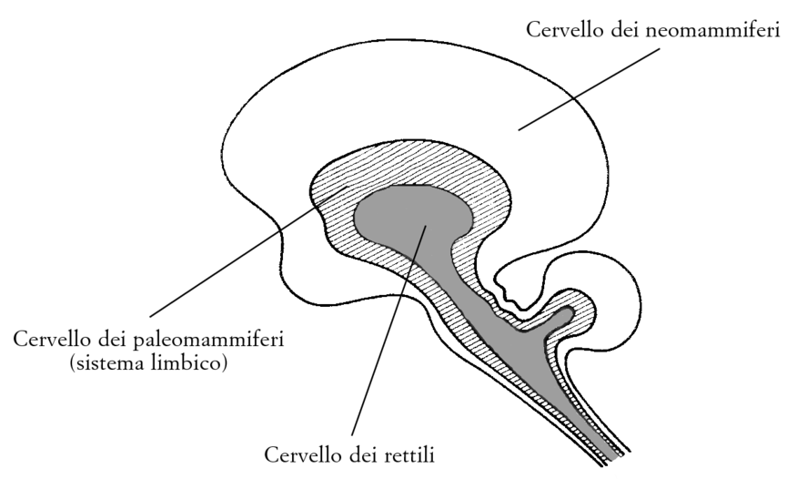 FIG. 5.1. Il cervello trino.