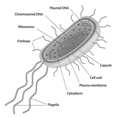 bacteria.jpg