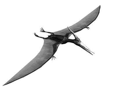 Pterodactylus.jpg