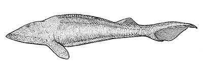 Ostracoderms.jpg