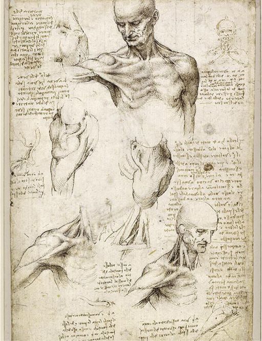 Leonardo,Codice di Anatomia,I muscoli delle spalle, 1510-1511, cm 29,2