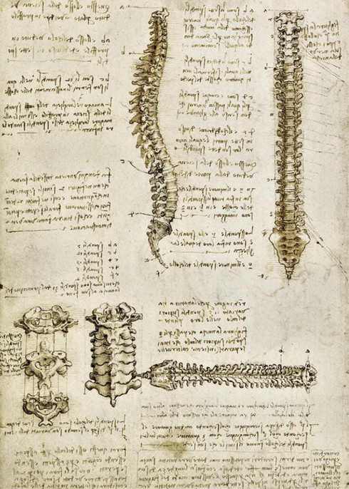 Leonardo,La colonna vertebrale, 1510-1511 ca, penna e inchiostro con acquerello su gessetto nero, cm 28,6