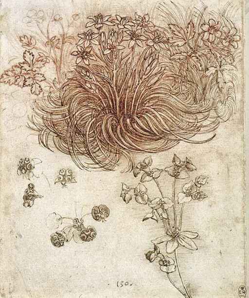 Leonardo,Disegno botanico,stella di Betlemme, anemone ed euforbia, 1505-1510, cm 28