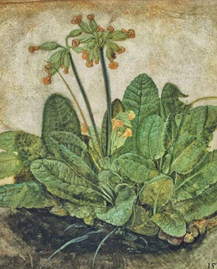 Albrecht Dürer, Primula, 1526, guazzo su pergamena, cm 19,3×16,8, Washington, National Gallery of Art