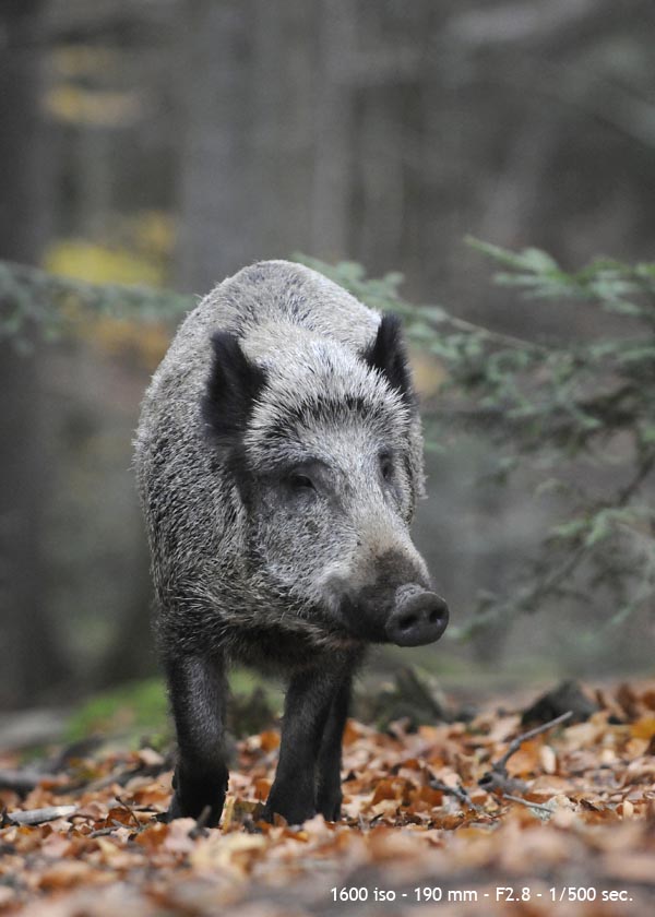 Fotografie: dierentuinfotografie in Diergaarde Blijdorp