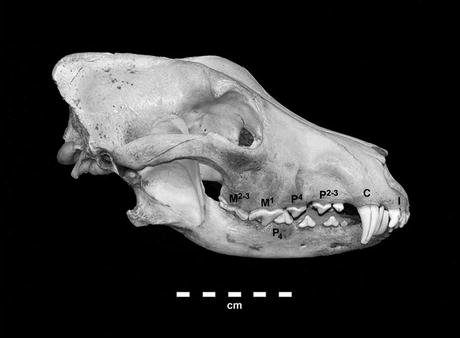/epubstore/G/D-G-Gonzalez/An-Introduction-To-Zooarchaeology/OEBPS/images/324980_1_En_12_Chapter/324980_1_En_12_Fig1_HTML.jpg