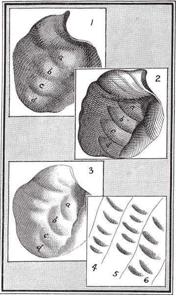 plate 21