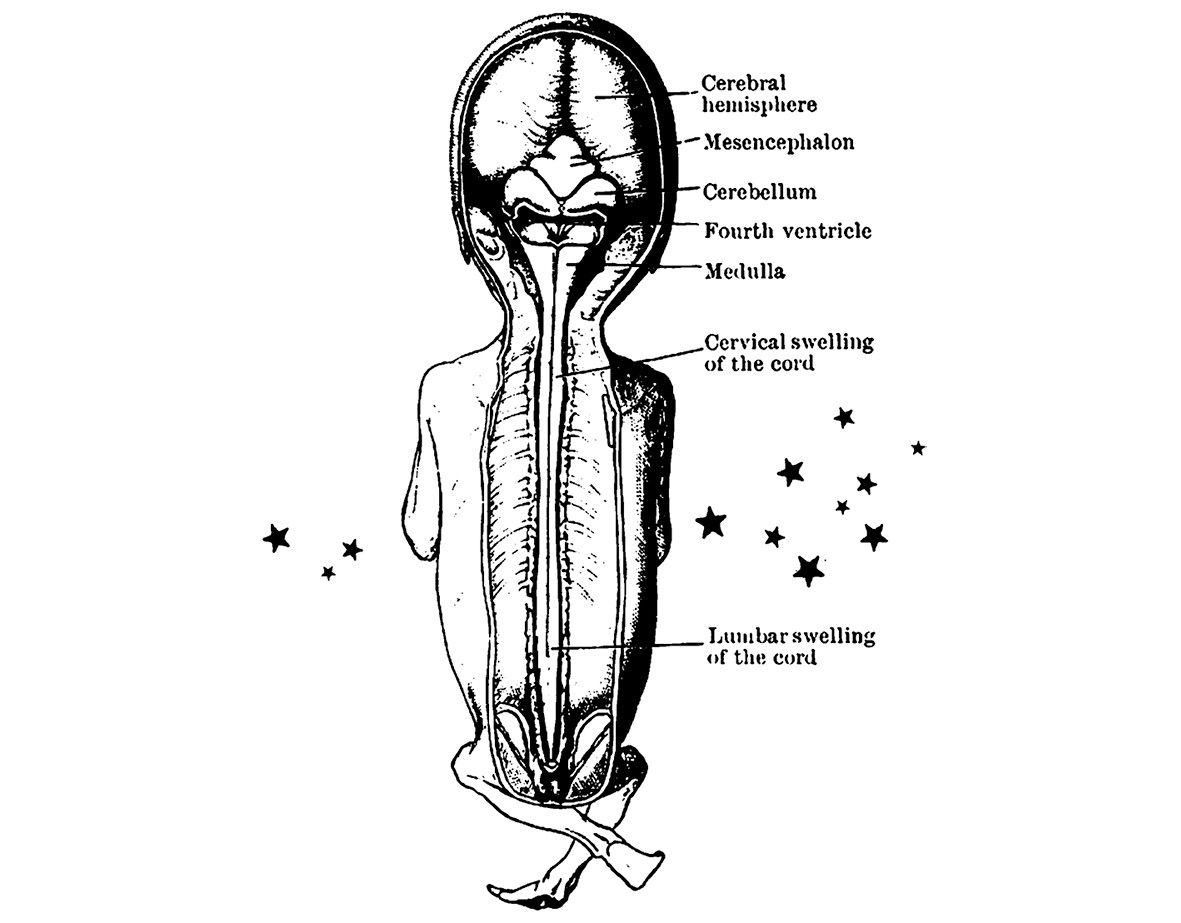 Embryo.tif