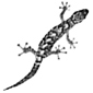 salamander