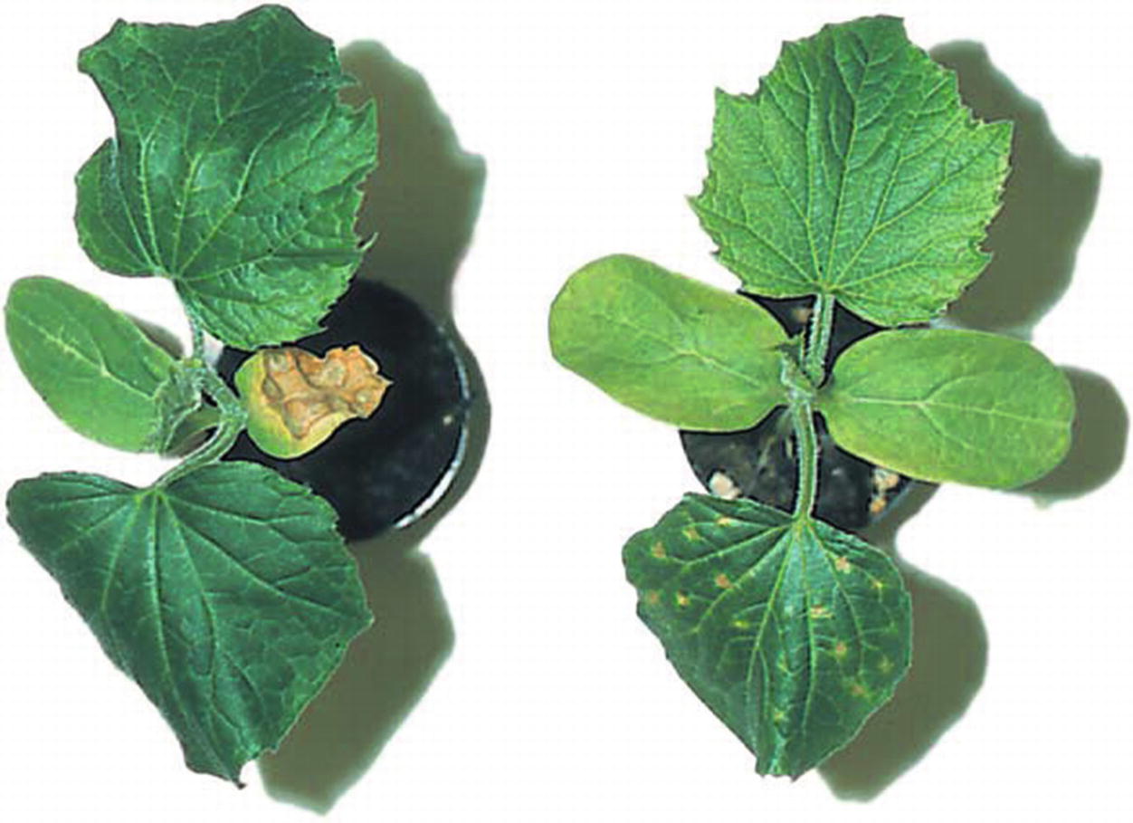 /epubstore/S/E-D-Schulze/Plant-Ecology/OEBPS/images/72100_2_En_8_Chapter/72100_2_En_8_Fig14_HTML.jpg
