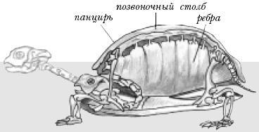 Анатомия черепахи фото