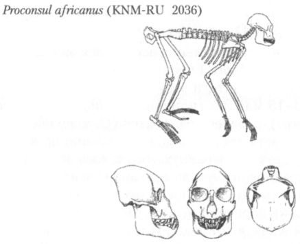 На рисунках изображены реконструкции скелета. Особенности анотомии проконсула африканского и кениапитека.