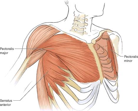 Swimming Anatomy Mcleod Ian