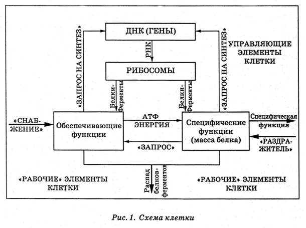 Система амосова презентация