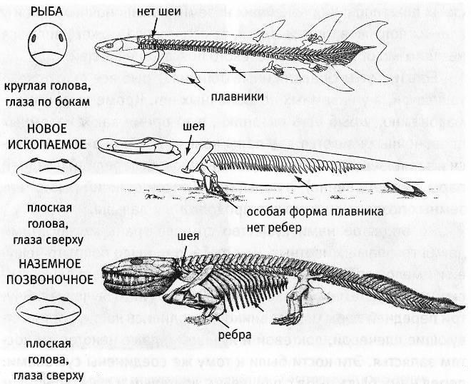 Тухлая рыба рисунок