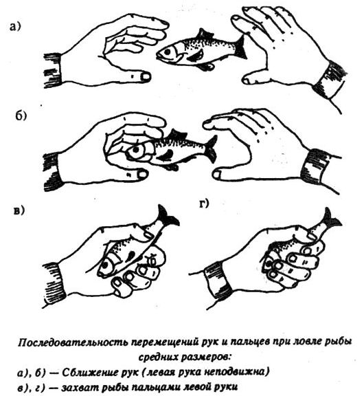 Ловля Рыбы Руками